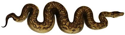 Fil:Python natalensis Smith 1840 white background.jpg - Wikipedia, den frie  encyklopædi