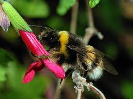 On the cusp of turning 18 and trying to find her place in the world, charlie watson discovers bumblebee. Bumblebee Wikipedia