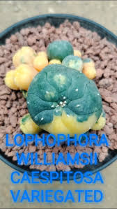 Image result for Loxodera caespitosa