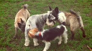 Собаки нюхают под хвостом (62 фото) - картинки sobakovod.club