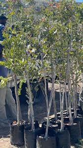 Image result for Heteropyxis natalensis