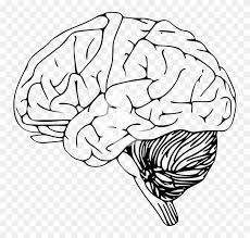 Illustration Art Brain Drawing Brain Illustration Line Art Drawings