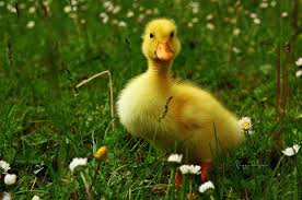 Yellow Duckling Ducklings Animals Cute Animals