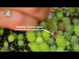 Like all living things, cacti need water to survive. Save Cactus Baby From Rot Youtube