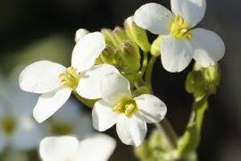 Image result for Justicia heterocarpa