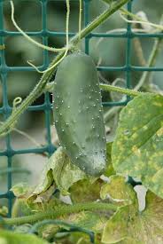 Image result for Cucumis aculeatus