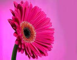 Select your favorite images and download them for use as wallpaper for your desktop or phone. Beautiful Daisy Flowers Hd Wallpapers Free Download Daisy Flowers Pictures Ful Beautiful Flowers Images Beautiful Flowers Wallpapers Flower Images Wallpapers