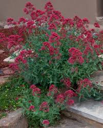 Image result for Centranthus