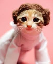 10 Ideas Para Disfrazar A Tu Gato En Halloween
