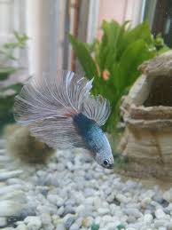 Veil tail betta, often abbreviated as vt betta, are the most common betta type in the pet stores. Super Delta Tail Marble Betta Splendens Betta Fish Betta Fish Pet