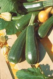 Courgette Verte Non Coureuse Des Maraichers Maraicher Courgette Verte Graines Bio
