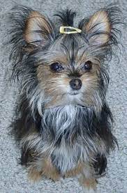 62 Chorkie Chihuahua Plus Yorkie Cuteness Ideas Yorkie Chihuahua Animal Sanctuary