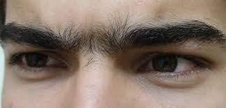Unibrow Wikipedia