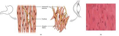Hair transplantation procedure diagram with steps. Smooth Muscle Anatomy And Physiology I