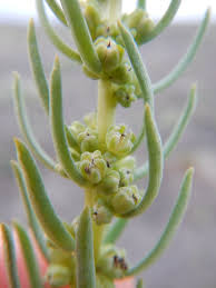 Image result for Suaeda monoica