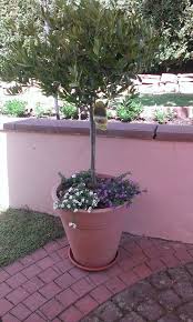 Garten gestalten garten ideen französische landschaft diy wasserbrunnen olivenbaum mediterraner garten gartenanlage. Olivenbaum Olea Europaea Baumschule Horstmann