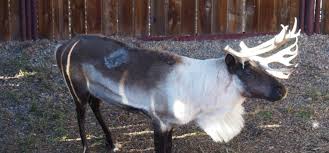 Researchers Ask Are Canada S Threatened Caribou At Risk Of Chronic Wasting Disease News University Of Calgary
