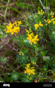 Image result for Crotalaria phylicoides