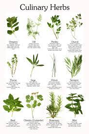 Herb Charts My Web Plant