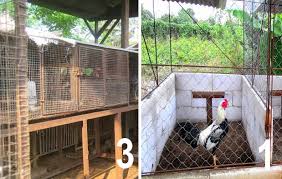 Untuk membuat kandang ayam bangkok yang baik, dibutuhkan lokasi ideal yang. Daftar Jenis Kandang Ayam Bangkok Ukuran Dan Cara Membuatnya