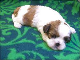 Buckeye puppies has puppies for less than $300. Shih Tzu Puppies For Sale Under 100 Dollars