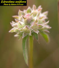 Image result for Oldenlandia angolensis