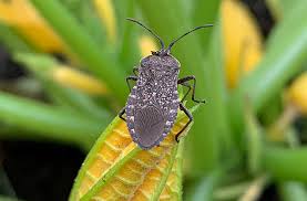 The squash bug is sometimes confused with a stink bug, but it can cause much more damage to avoid thick layers of mulches like straw or hay that provide an environment that these bugs seem to zucchini's are hard to grow here in the best of times, but impossible in the heat and humidity of. Squash Bug Prevention Organic Control Joe Gardener