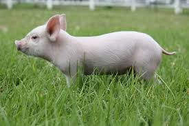 Our pony parties and mobile petting zoo is available to serve you in. Themed Party Mobile Animal Farm Sydney Petting Zoo Hire Kindifarm Com Pet Pigs Zoo Animals Animals