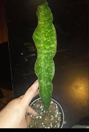 Image result for Vigna kirkii