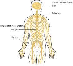 Neuron is the structural & functional unit of nervous system. Central Nervous System Wikiwand