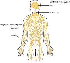 We would like to show you a description here but the site won't allow us. Central Nervous System Wikiwand