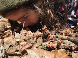 The Lady Slipper Archives