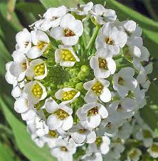 Maybe you would like to learn more about one of these? Winter Season Flowers In India Steemkr