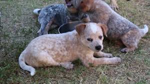 When brits emigrated to australia, they aussie cattlemen wanted a dog that could work hard in the hot, dry climate. Where To Find Queensland Heeler Puppies For Sale Dogable