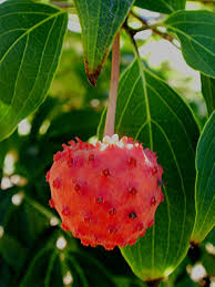 Healthy, mature plants · fedex direct to your home Kousa Dogwood And Its Delicious Fruits Forest Garden Forum At Permies