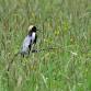 Breakfast With The Bobolinks