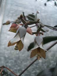 Kalanchoe Beauverdii Beauverd S Widow S Thrill World Of Succulents Succulents Plant Fungus Long Lasting Flower
