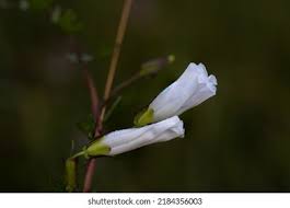 Image result for Ipomoea stolonifera
