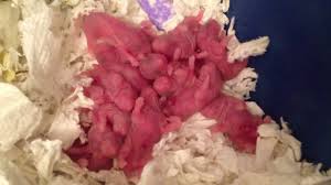 A vinyl decal of my original hamster gouache painting. 2 Day Babies Hamsters Growing Process Short Haired Syrian Hamster Youtube