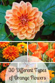 I find this color to be quite bashful. 30 Different Types Of Orange Flowers A Z Types Of Oranges Orange Flowers Types Of Flowers