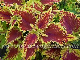 Image result for Coleus stenostachys