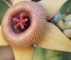 Image result for Huernia procumbens