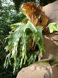 Image result for Platycerium