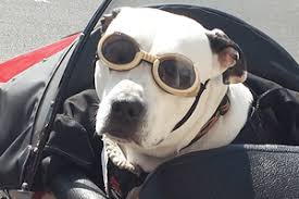 Maybe you would like to learn more about one of these? 1 Pet Relocation Service In Dubai Uae Best International Relocation Service In Dubai Uae