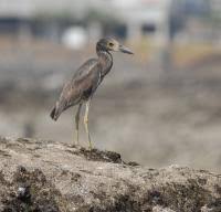 Biota de Panama Búsqueda medios