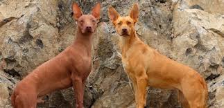 Maybe you would like to learn more about one of these? Xoloitzcuintle El Perro Mexicano Es Mucho Mas Que Solo Un Simbolo De La Ciudad De Mexico