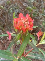 Image result for Lippia somalensis