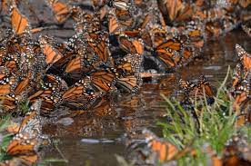 La Reserva Biologica De La Mariposa Monarca Y Su Belleza Incomparable