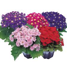 Image result for Cineraria