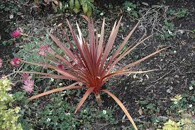 Red Star Red Grass Tree Cordyline Australis Red Star At Westwood Gardens Red Grass Flower Garden Images Red Geraniums